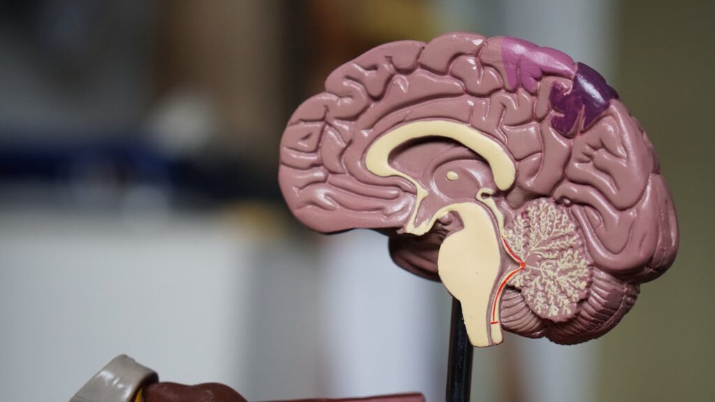 A notebook, pen, and simple brain model on a desk, representing thinking, decisions, and marketing psychology.